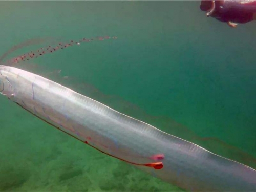 世界上最大的皇帶魚 整體長度可達15.2米長（讓人害怕）