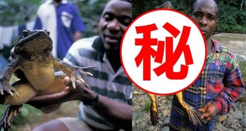 你一定沒看過！非洲巨蛙身長1公尺 像小孩一樣高