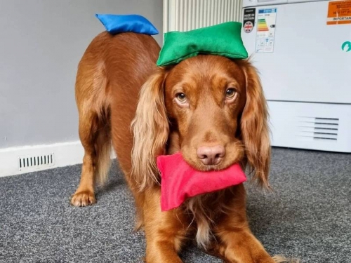 超聰明！正妹教會愛犬「跳房子」 網敲碗：下個技能是…