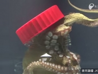 八爪「惡魔」自行奪罐而出　小心地獄復仇者爬上你身！