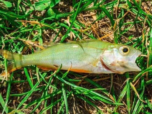 美國德州突「天降魚雨」！遍地魚屍居民全嚇壞