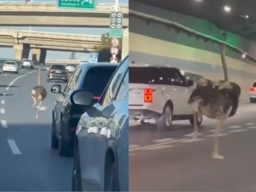 鴕鳥狂奔高速公路！「亂切車道」駕駛嚇瘋 主人愧疚解釋了