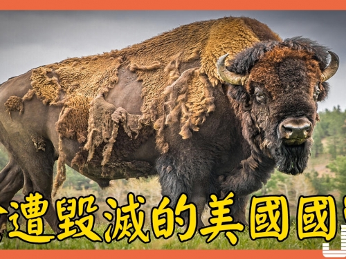 美國國獸牛魔王, 險遭毀滅後又開始氾濫, 政府允許人人捕殺