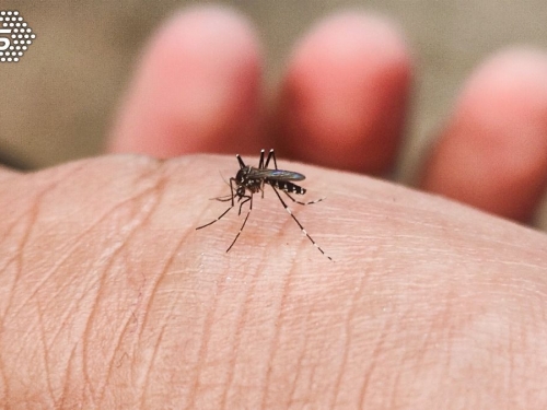 冰島首度發現蚊子！專家推測原因　驚：氣溫低於冰點也能存活