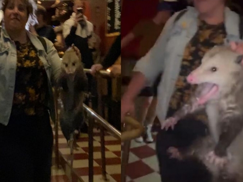 比貓還大隻！巨鼠闖酒吧 女漢子徒手活捉片流出