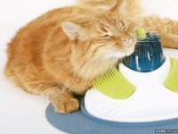 喵星人最愛 愛貓人士必備的23件物品