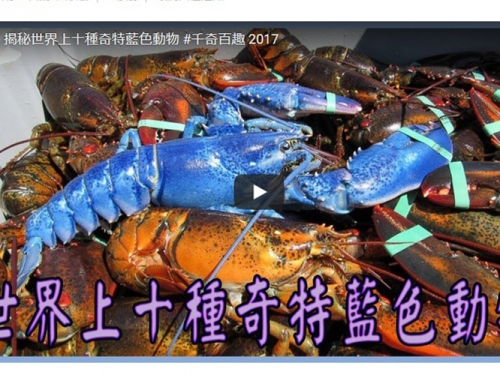 震驚！揭秘世界上十種奇特藍色動物 #千奇百趣 2017