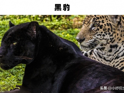 罕見的黑色動物：8種非常稀有，且外表黑化的動物