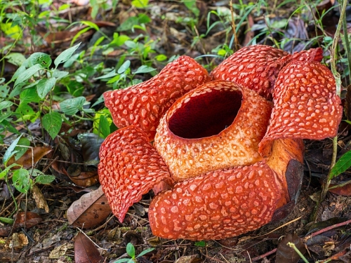 花中之最：最大的花、最耐冷的花和長在石頭上的花是什麼樣？
