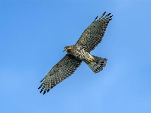 恆春半島過境猛禽破50萬隻 創30年單季最高紀錄