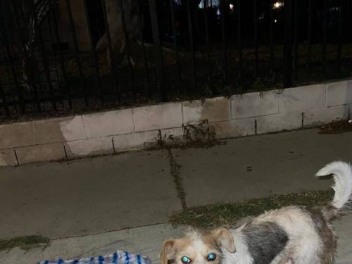 忠犬遭棄養苦守街角2個月等主人 獲救援迎新狗生