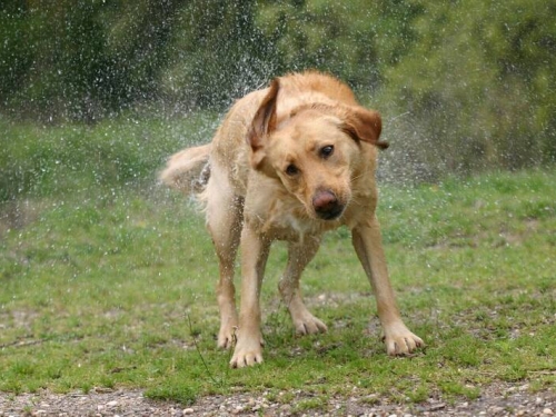 狗狗甩水原來這麼科學！ 研究揭毛小孩「水舞」之謎