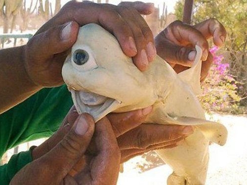 世界9大最奇異的動物：罕見的獨眼鯊魚
