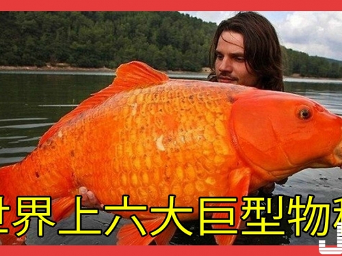 世界上六大巨型物種,最後一種下的蛋,都可以夠幾個人一起食用！