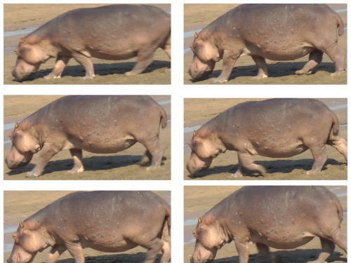 河馬不能游泳，但事實證明牠們會「飛」！