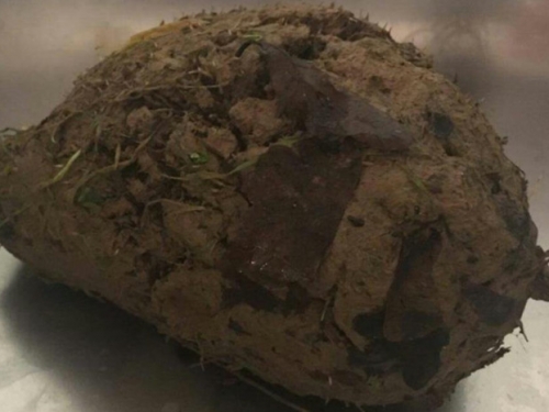 遛狗發現「泥巴球會呼吸」！「洗掉泥土」網萌暈：以後別亂跑了唷～
