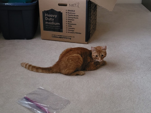 奇蹟重逢！橘貓獨自穿越64公里 找到飼主新家