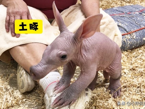 因為缺乏毛髮而難以被認出的7種動物