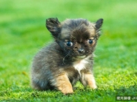 比一台iPad還輕！　英國「3個月大吉娃娃」僅405克