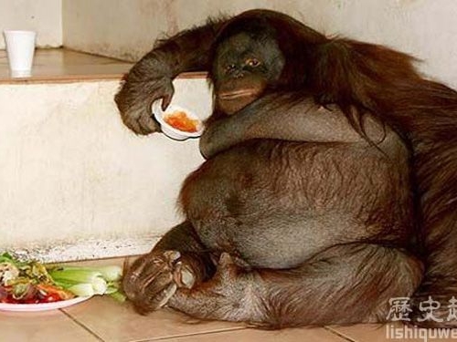 動物界五大最肥胖寵物明星 胖到想生娃都困難