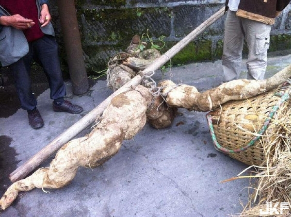 農夫在深山挖到巨型人蔘，賣了5000元以為賺翻了。。。當得知其真實價值後，後悔的腸子都青了！