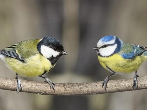 山雀觀察其他鳥類進食後反應，避免自己吃到難吃的食物