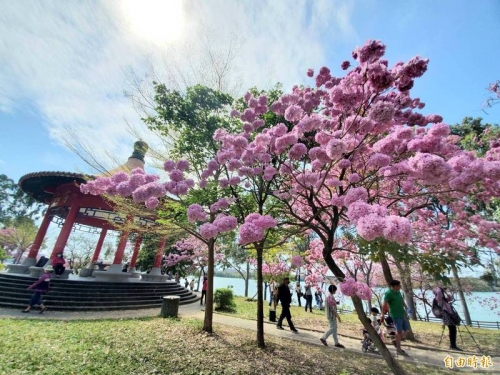 洋紅風鈴木盛開！高雄澄清湖風景區三亭攬勝賞花人潮多