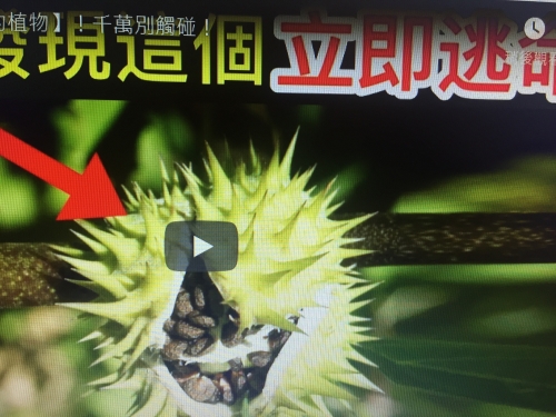 10個地球上【最致命的植物】！千萬別觸碰