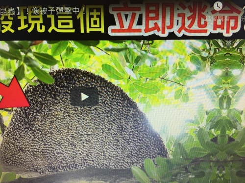 10個世界上【最危險昆蟲】！像被子彈擊中！
