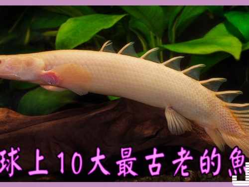 地球上10大最古老的魚類，它們和恐龍同時代至今還存活著