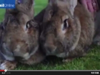 超級巨兔大流士出現勁敵　1.11公尺兒子還有6個月能長