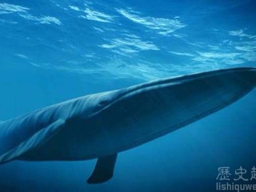 世界上最大的鯨魚——舌頭上能站50人