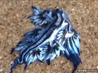 超罕見「藍龍」現身澳洲海灘，千萬別動它，小心會要人命