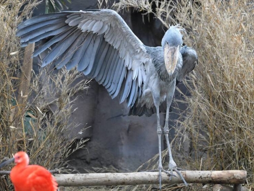 呆萌怪鳥鯨頭鸛「超紳士」帥照 網暴動︰我也想被這樣禮遇