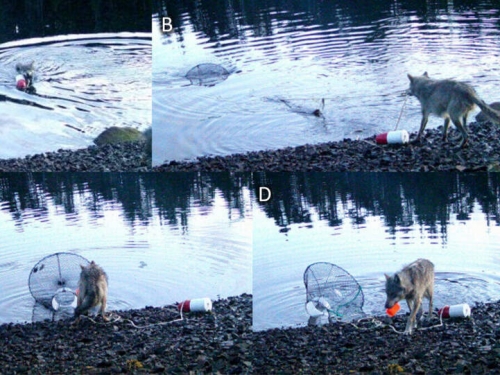 狼成精了？ 游水拖浮標、拉繩索取食 科學家驚：疑首度懂得用工具