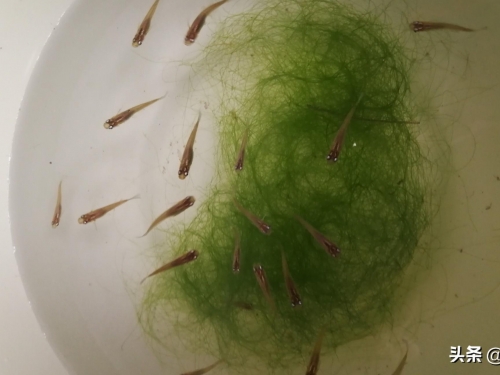 食蚊魚為何能夠成為對全球危害最為嚴重的100種入侵物種之一