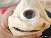 墨西哥奇特獨眼小白鯊　網友驚訝：麥克華斯基是你！