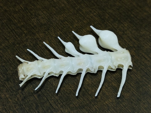 他吃鯛魚驚見「球狀骨頭」 內行揭密：魚界菲爾普斯