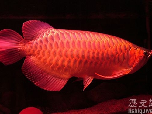 世界上最貴的魚是什麼?竟然價值500萬!