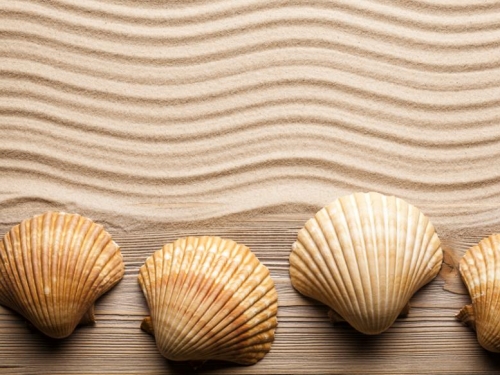 古代貝殼能買田買奴 為何窮人不去海邊撿錢？