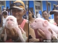 一頭母豬生下一窩小豬，當看到其中一頭小豬的長相時，主人徹底驚呆了！