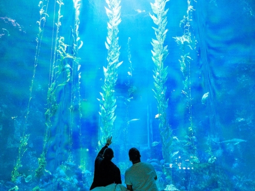 10 天連假到哪玩？屏東海生館推出沈浸式互動體驗，「微光漂流」讓你身處海洋！