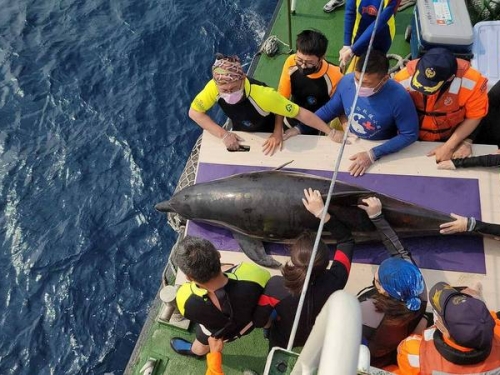 重回大海懷抱！ 擱淺保育類「印太瓶鼻海豚」完成野放