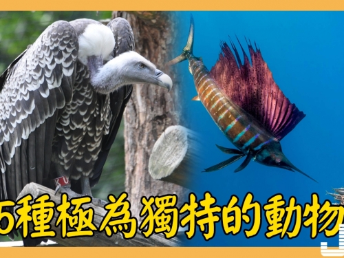 5種極為獨特的動物，第3種在中國生存，面臨絕跡