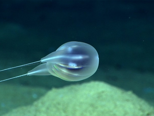 深海4千公尺驚見「膠狀新生物」 外觀透明如氣球
