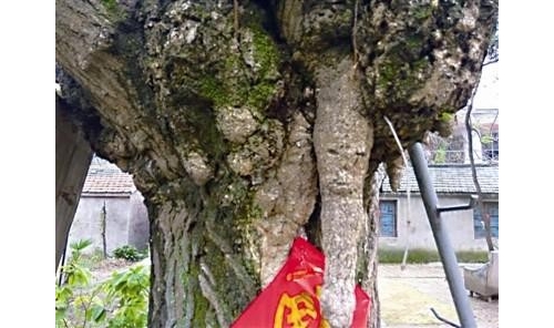 神奇！江蘇200年銀杏長「人臉」