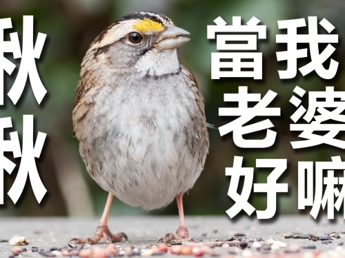 可能會換流行歌來把妹的鳥~白喉帶鵐