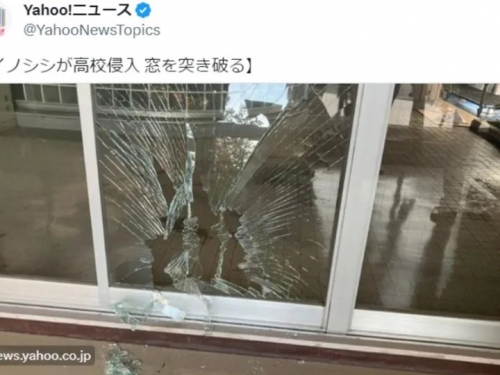 山豬出沒日本住宅區闖校園 撞破教室玻璃「窗旁留血痕」