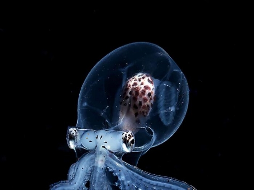 攝影師拍到一隻頭部透明的小章魚，你甚至可以清晰看到它的大腦