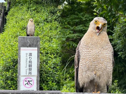 他在石垣島公園目睹「超派野鳥」 萬人一看笑瘋︰有聲音！